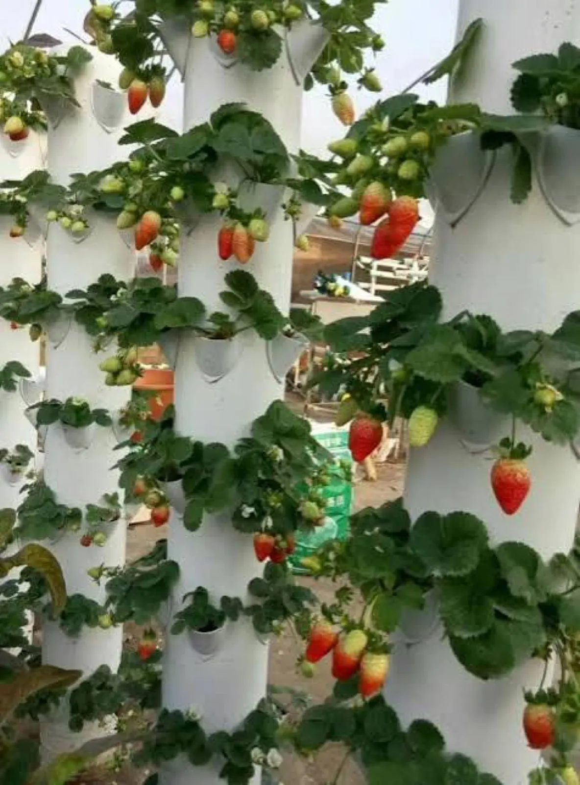 Aeroponik kulenin her gözünden meyve veren çilekler